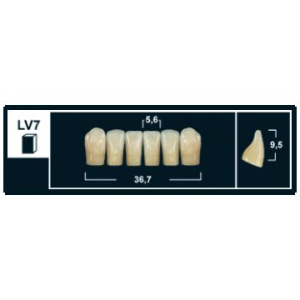 Стоматорг - Зубы Yeti C2 LV7 фронтальный низ (Tribos) 6 шт.