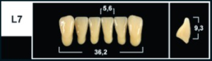 Стоматорг - Зубы Yeti A1 L7 фронтальный низ (Tribos) 6 шт.