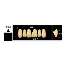 Стоматорг - Зубы Yeti A2 VT22 фронтальный верх (Tribos) 6 шт.