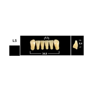 Стоматорг - Зубы Yeti D4 L5 фронтальный низ (Tribos) 6 шт. 