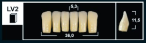 Стоматорг - Зубы Yeti C2 LV2 фронтальный низ (Tribos) 6 шт. 